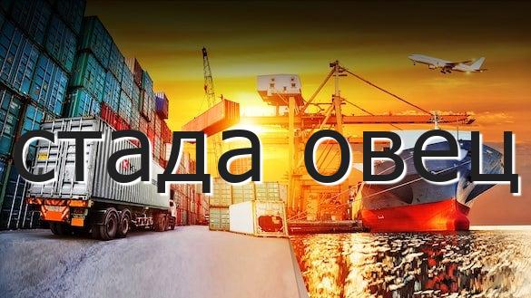 стада овец